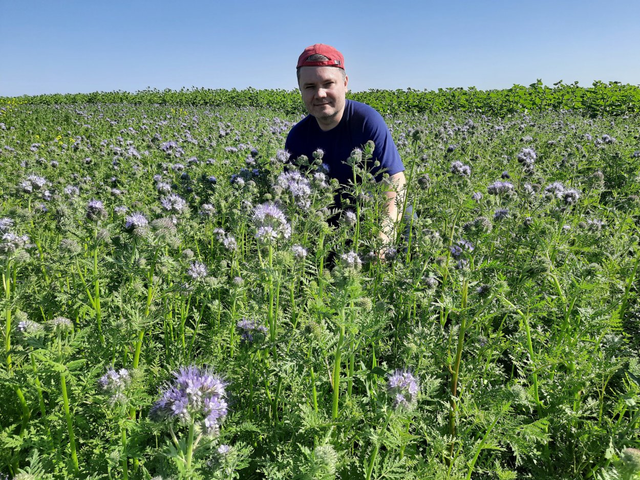 Фацелия поле Арзамасский район