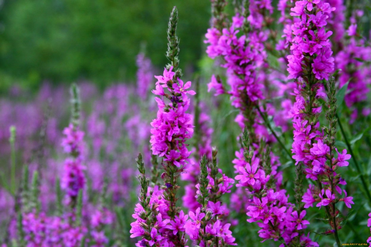 Дербенник вязолистный