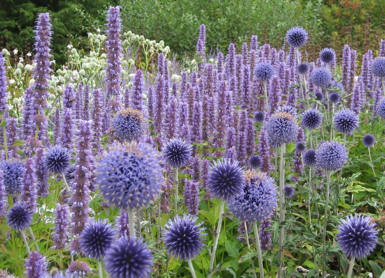Мордовник обыкновенный (Echinops ritro)