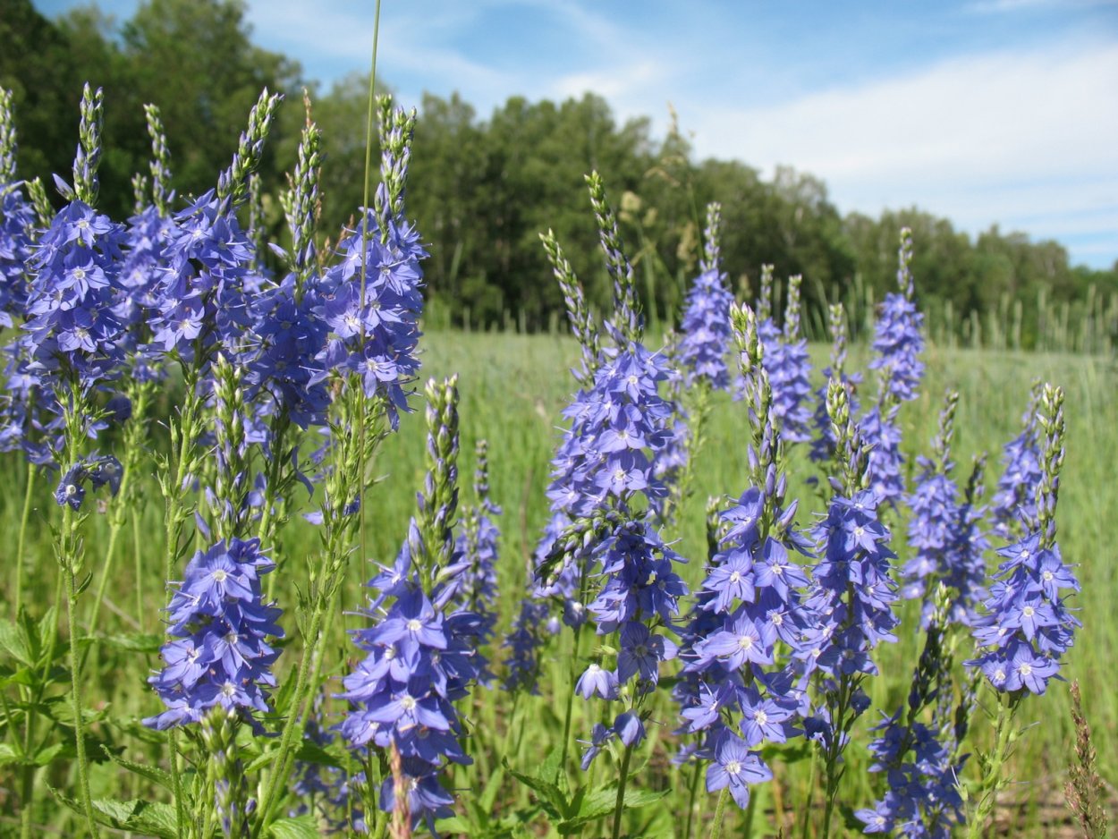 Вероника широколистная голубая