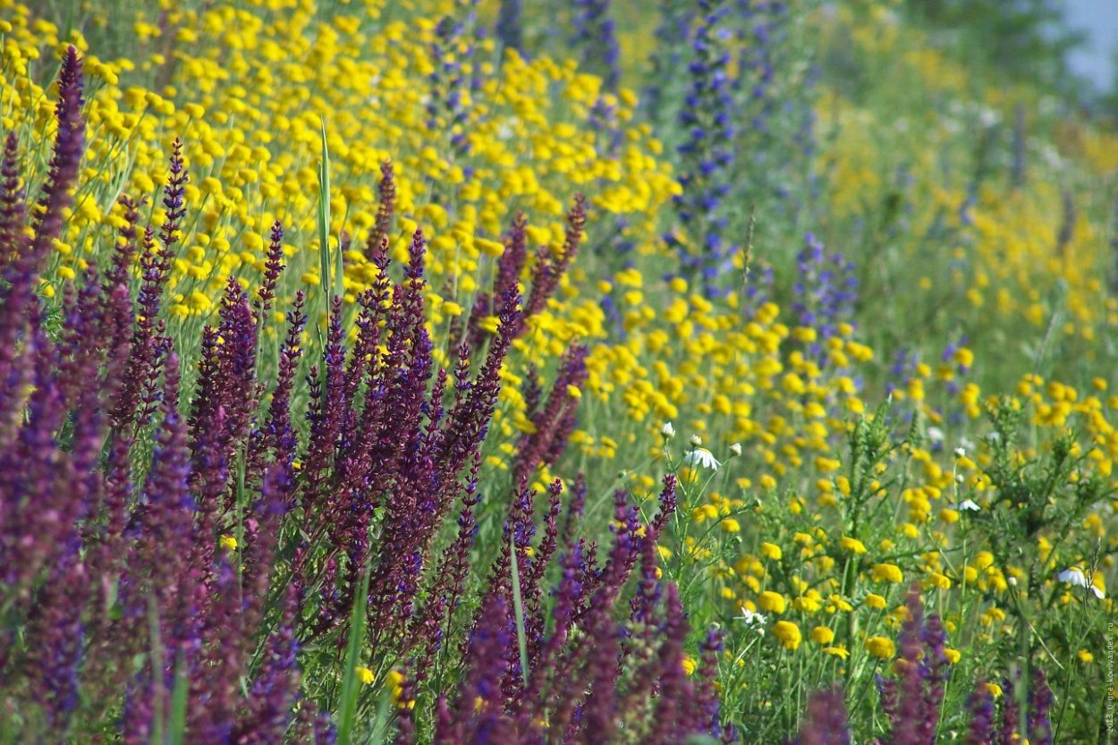 Разнотравье медоносы