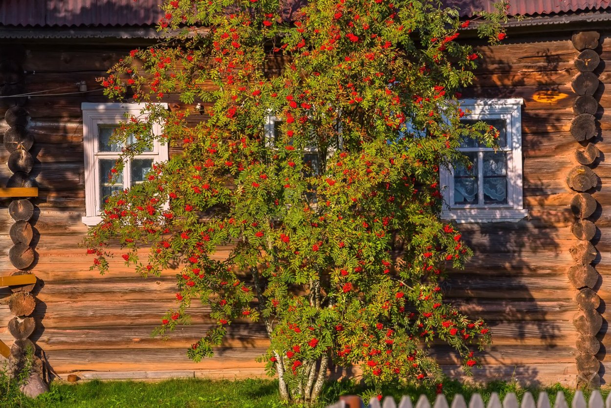 Лашков Вепсская деревня