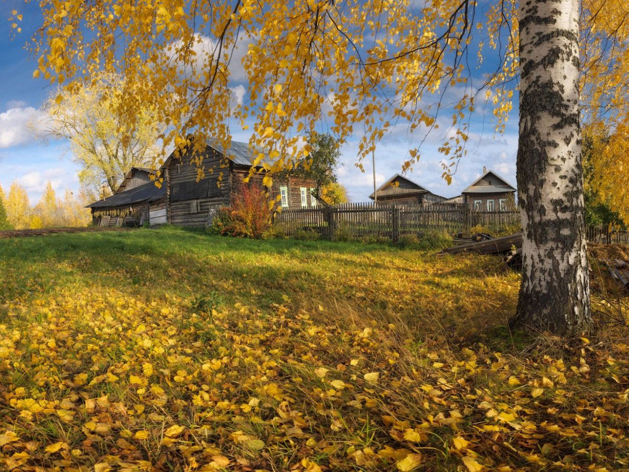 Березы в Монголии