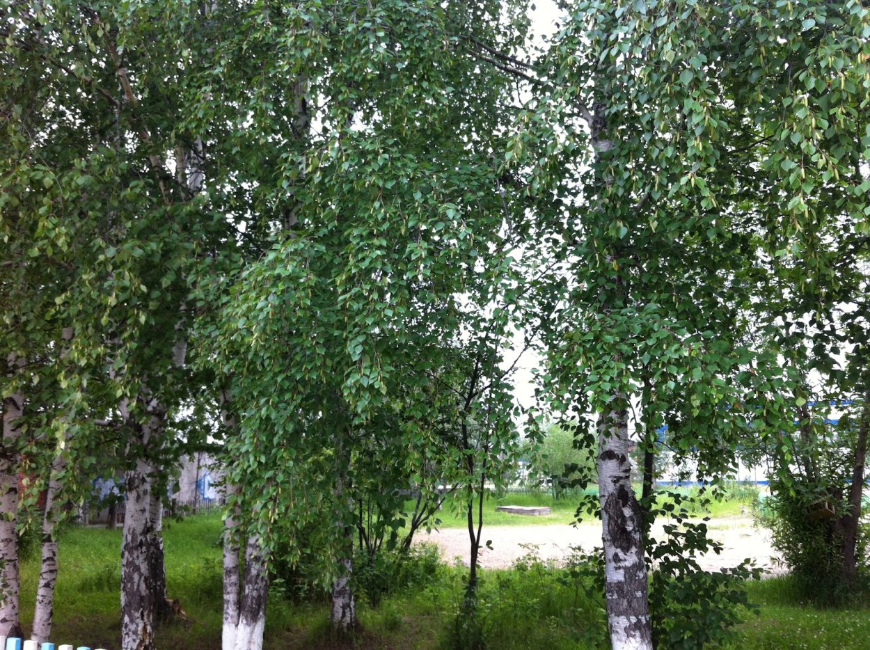 Береза вблизи