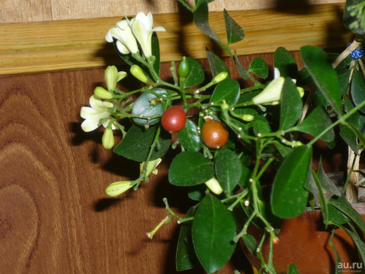 Мурайя метельчатая плод