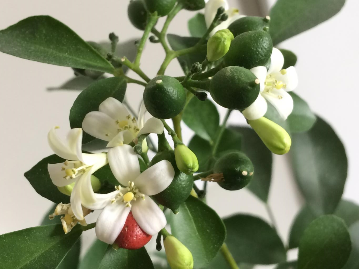 Мурайя Японика