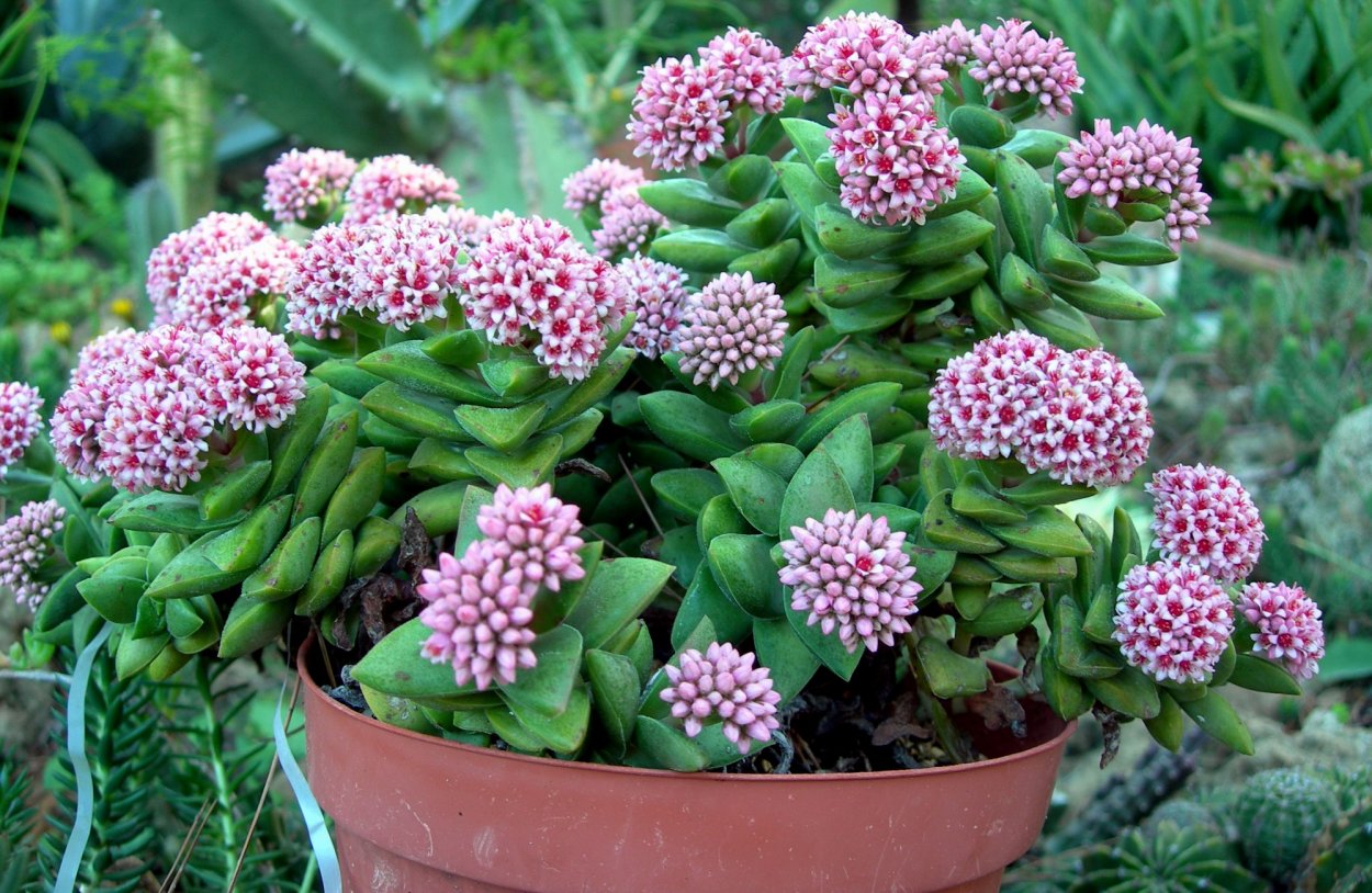 Толстянка Садовая