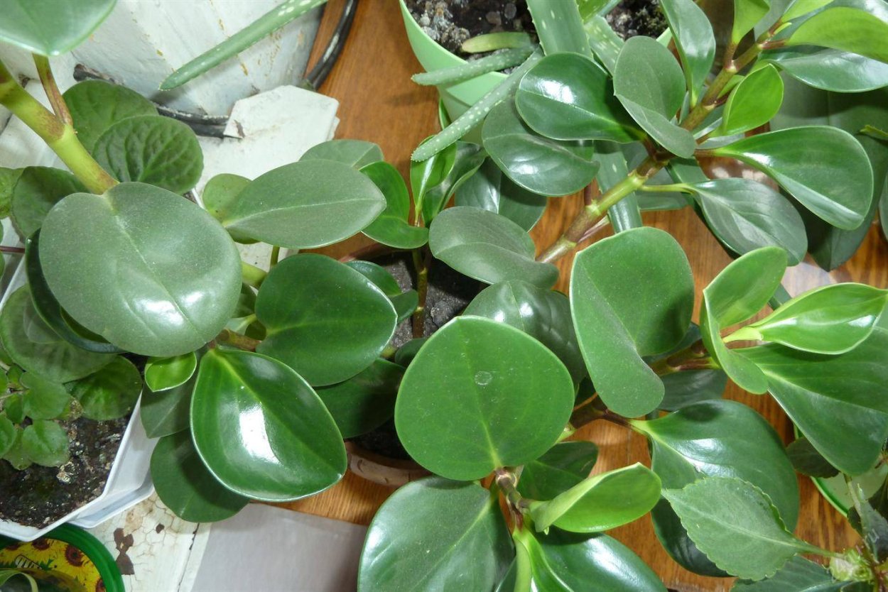 Пеперомия круглолистная