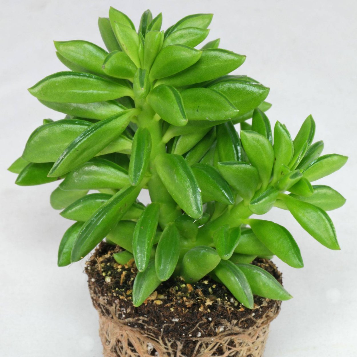 Пеперомия долотовидная Peperomia dolabriformis