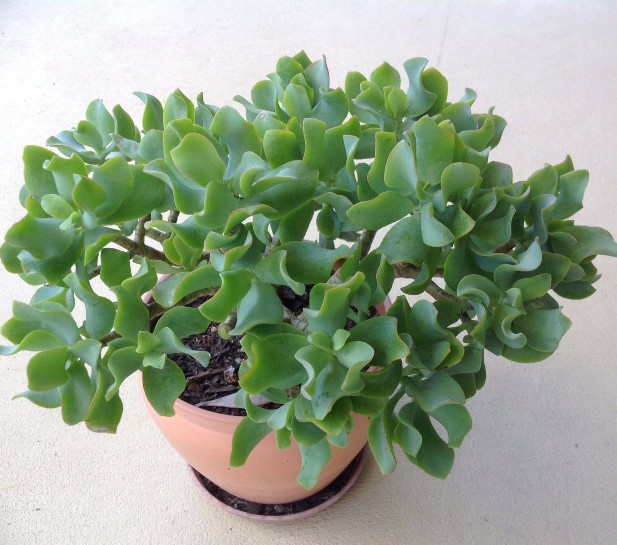 Крассула Керли Грин