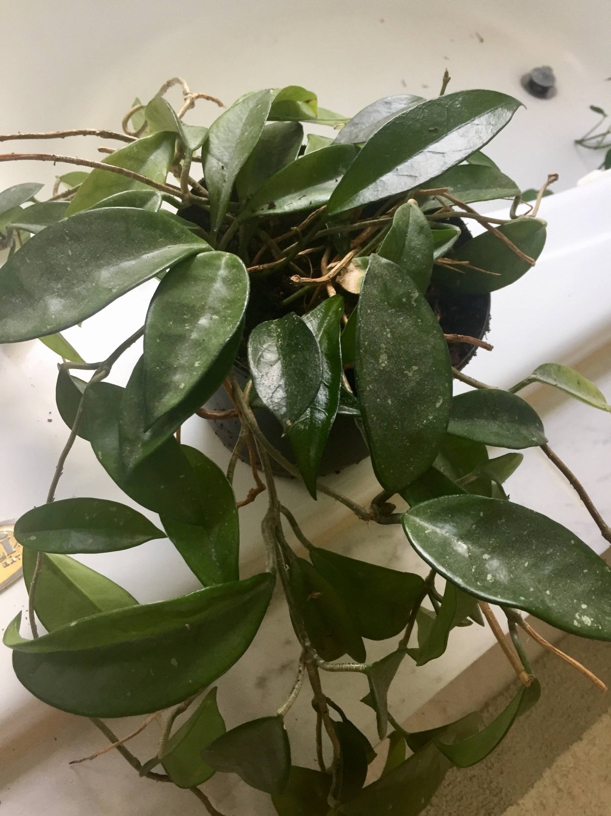 Комнатные лианы серповидными листьями