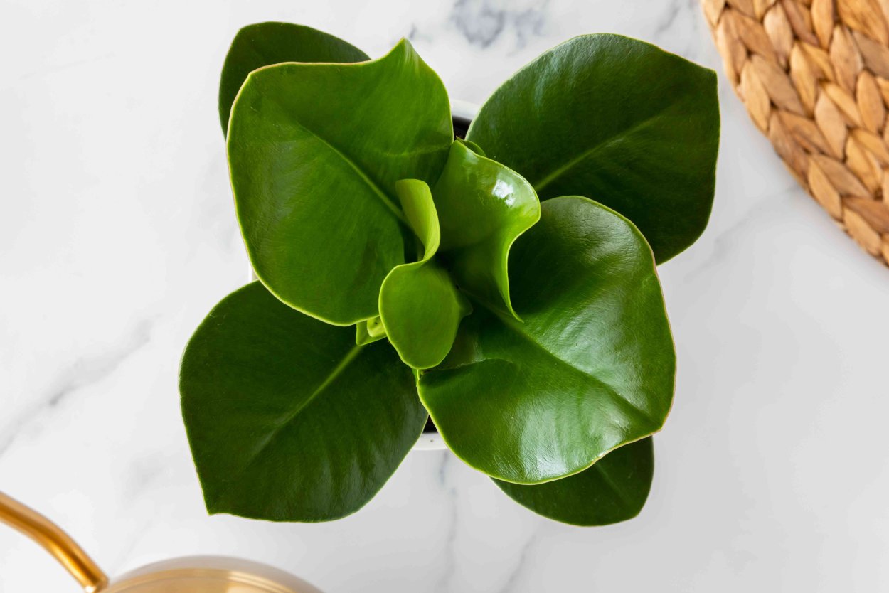 Пеперомия или Клузия