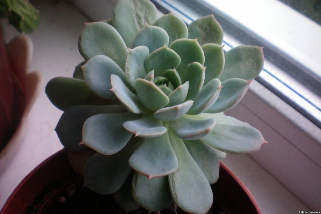 Цветок с длинными толстыми листьями