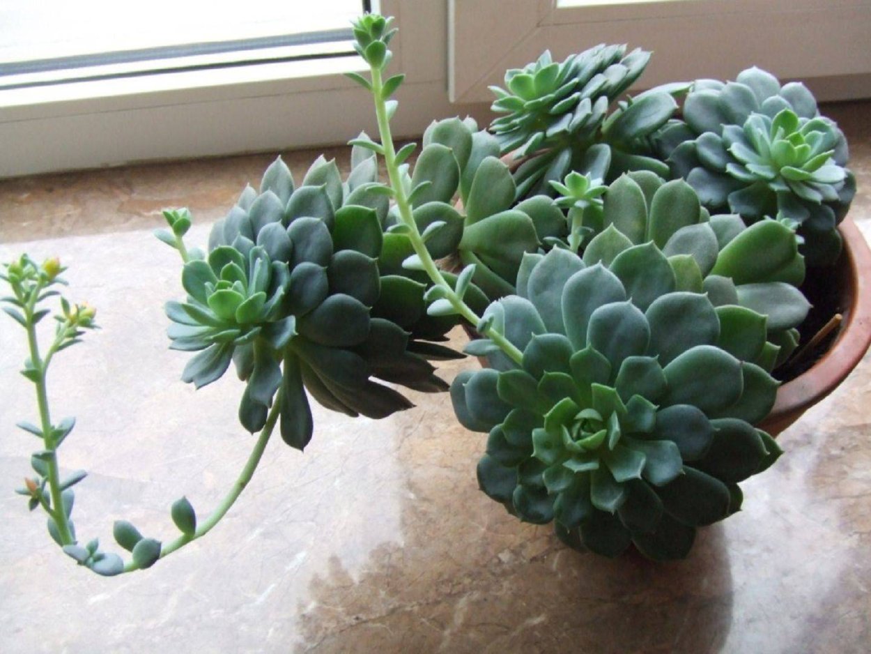 Эхеверия каменная роза Суккуленты