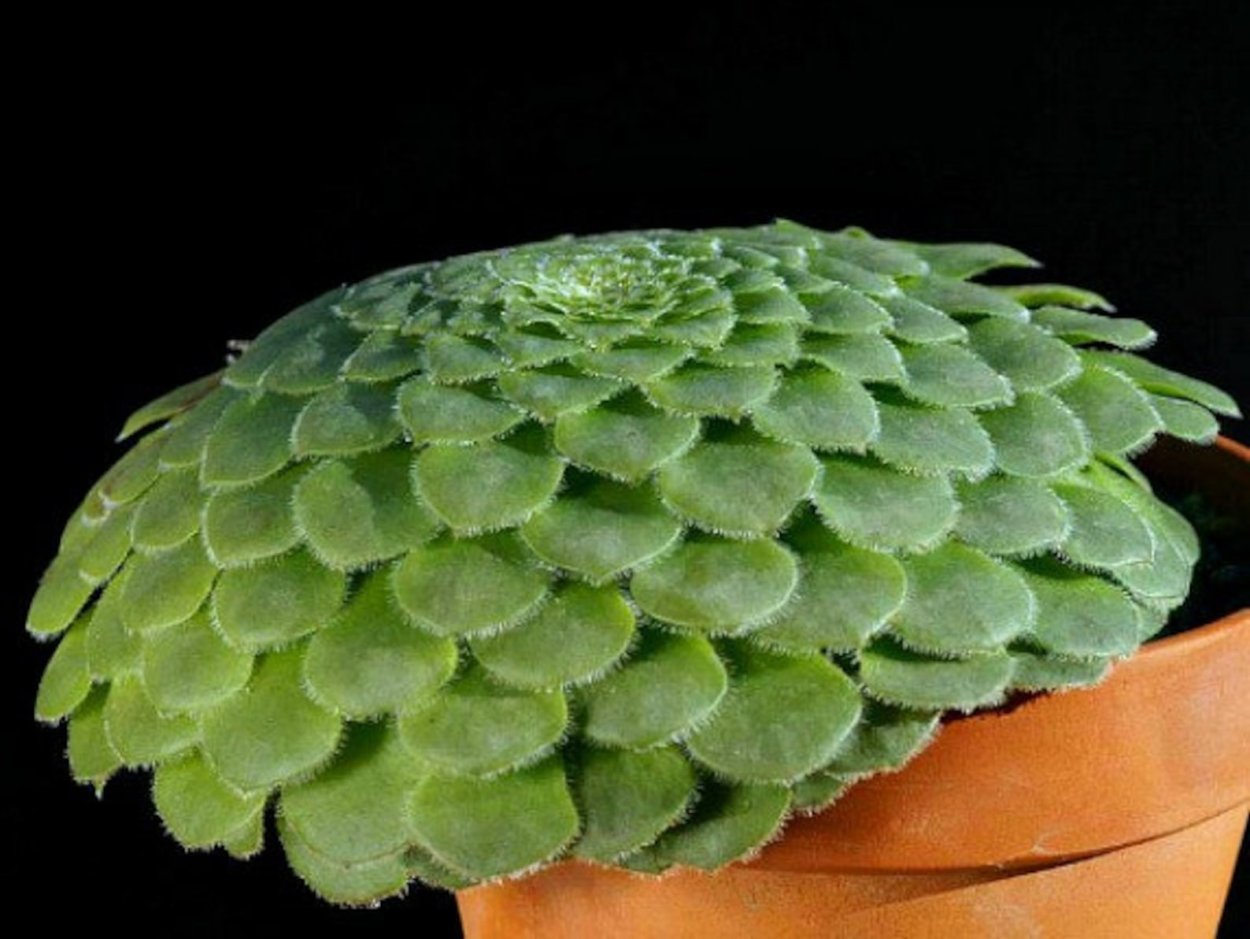 Эониум мясистый (Aeonium percarneum)