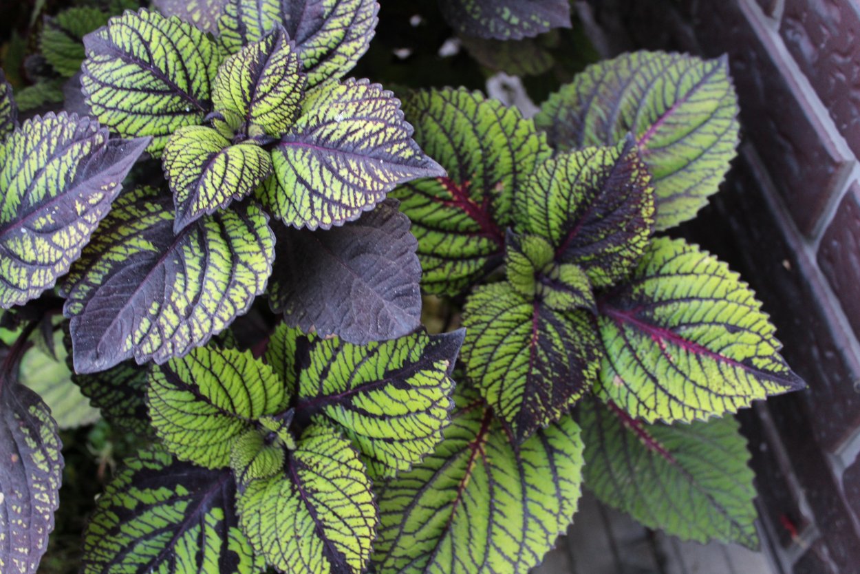 Колеус фишнет Стокингс