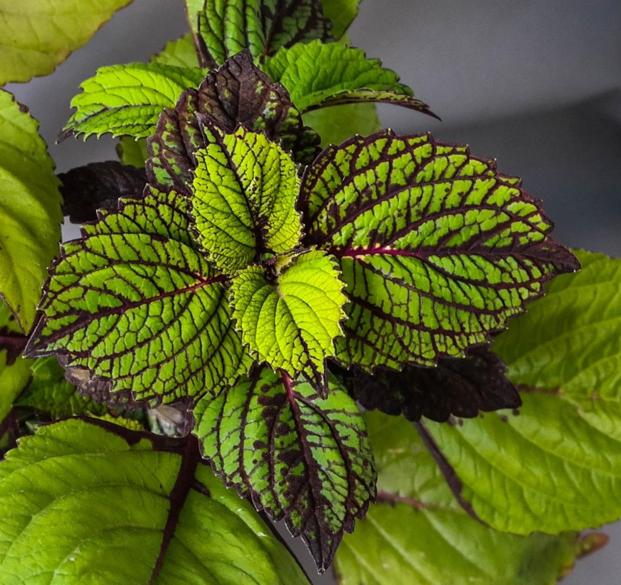 Колеус fishnet