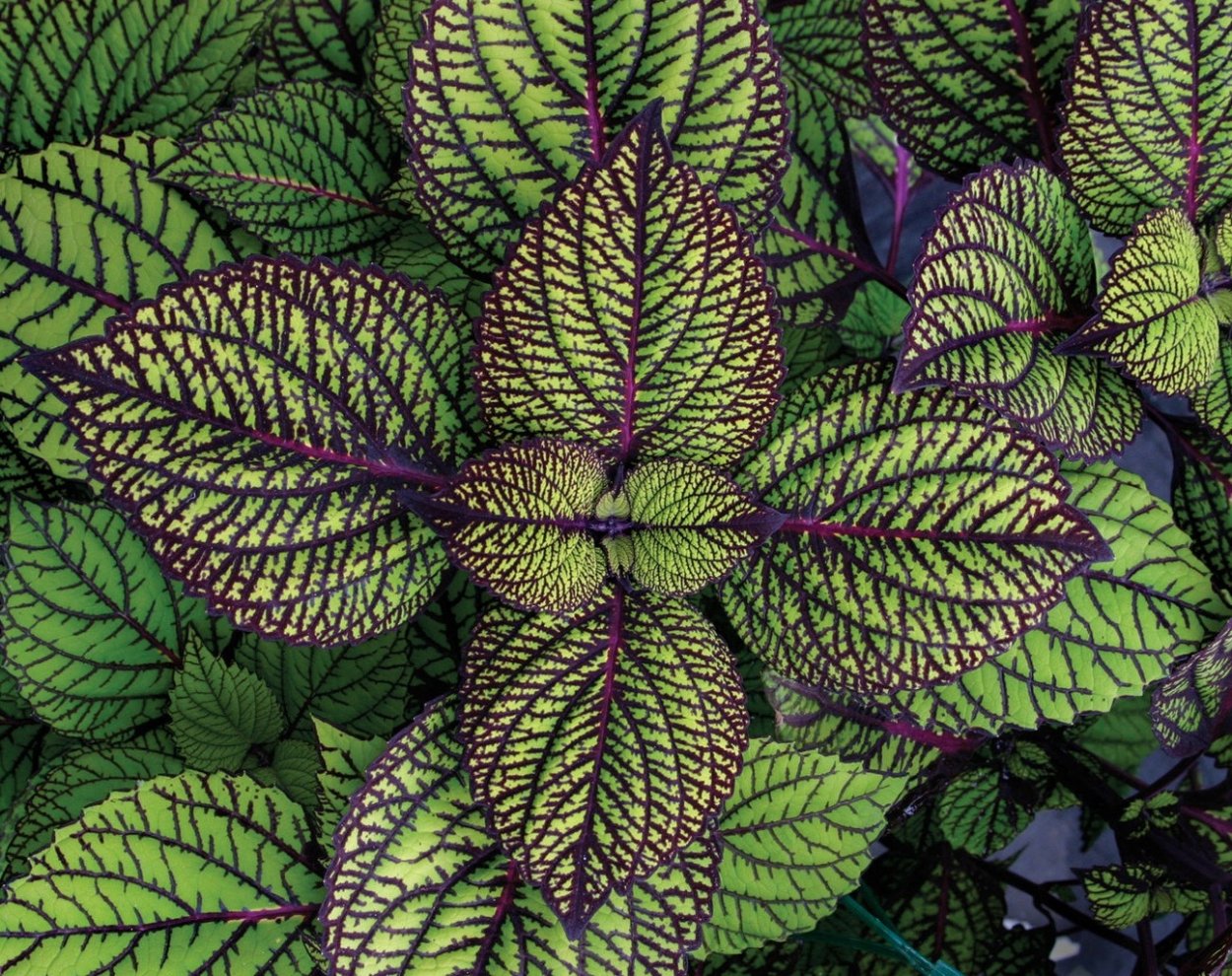 Колеус fishnet stockings