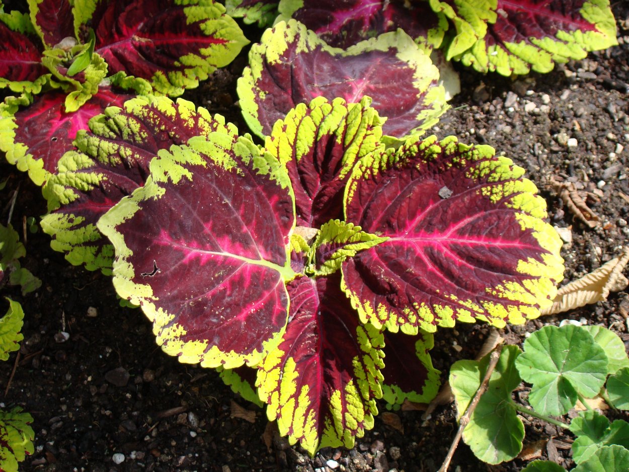 Колеус Бастинда