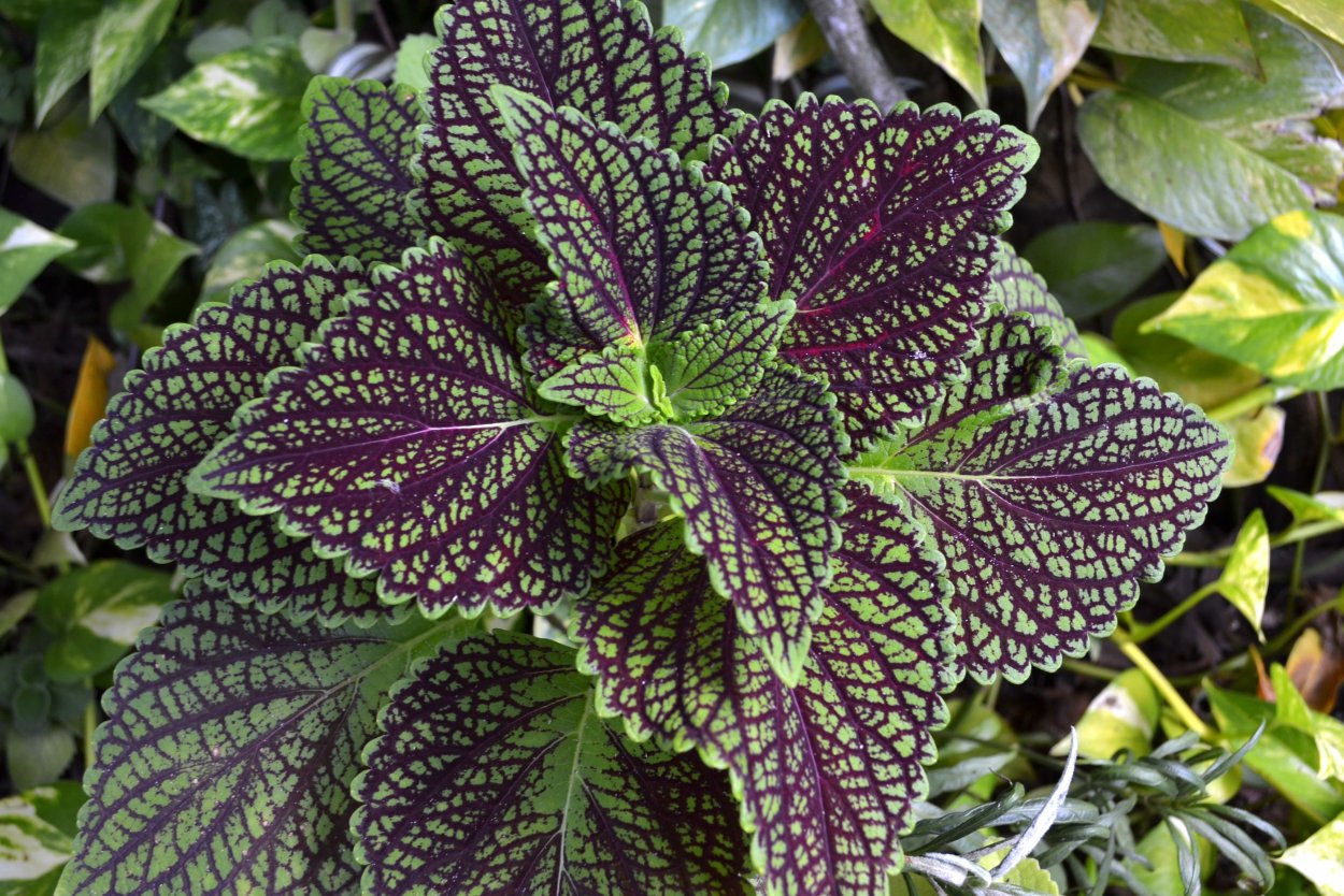 Колеус фишнет