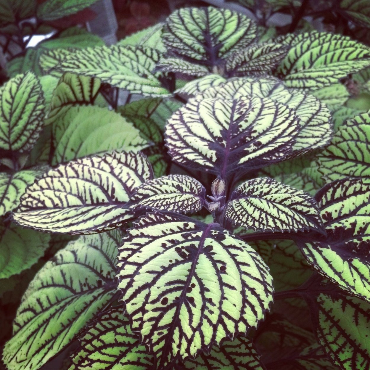 Колеус fishnet