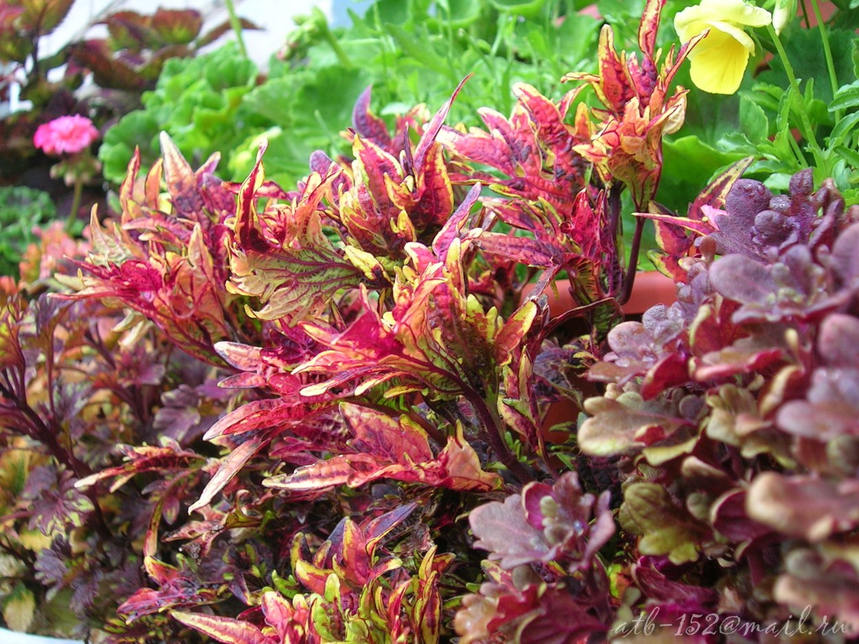 Колеус Нью Харикан