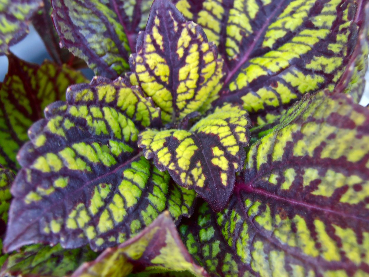 Колеус fishnet stockings