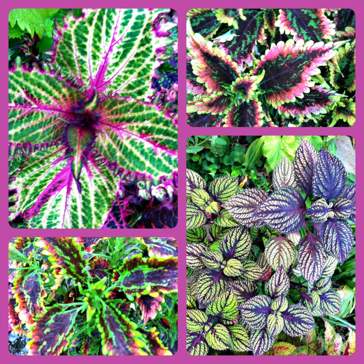 Колеус ягодный Твист