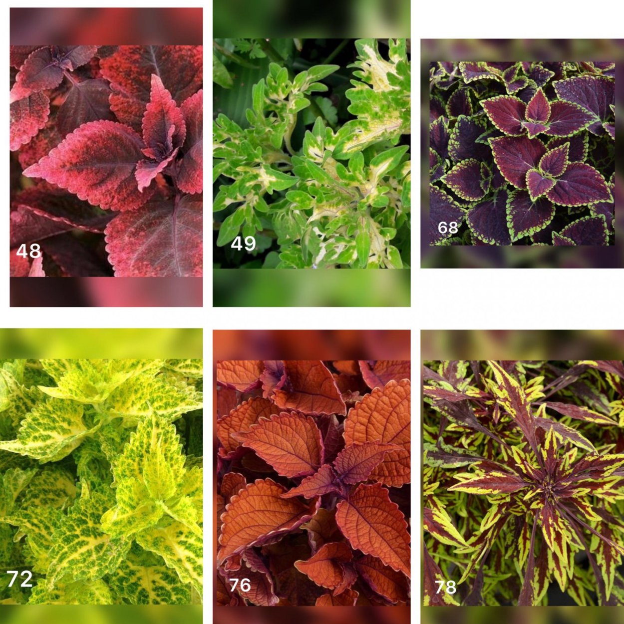 Колеус Yellowfin Tuna