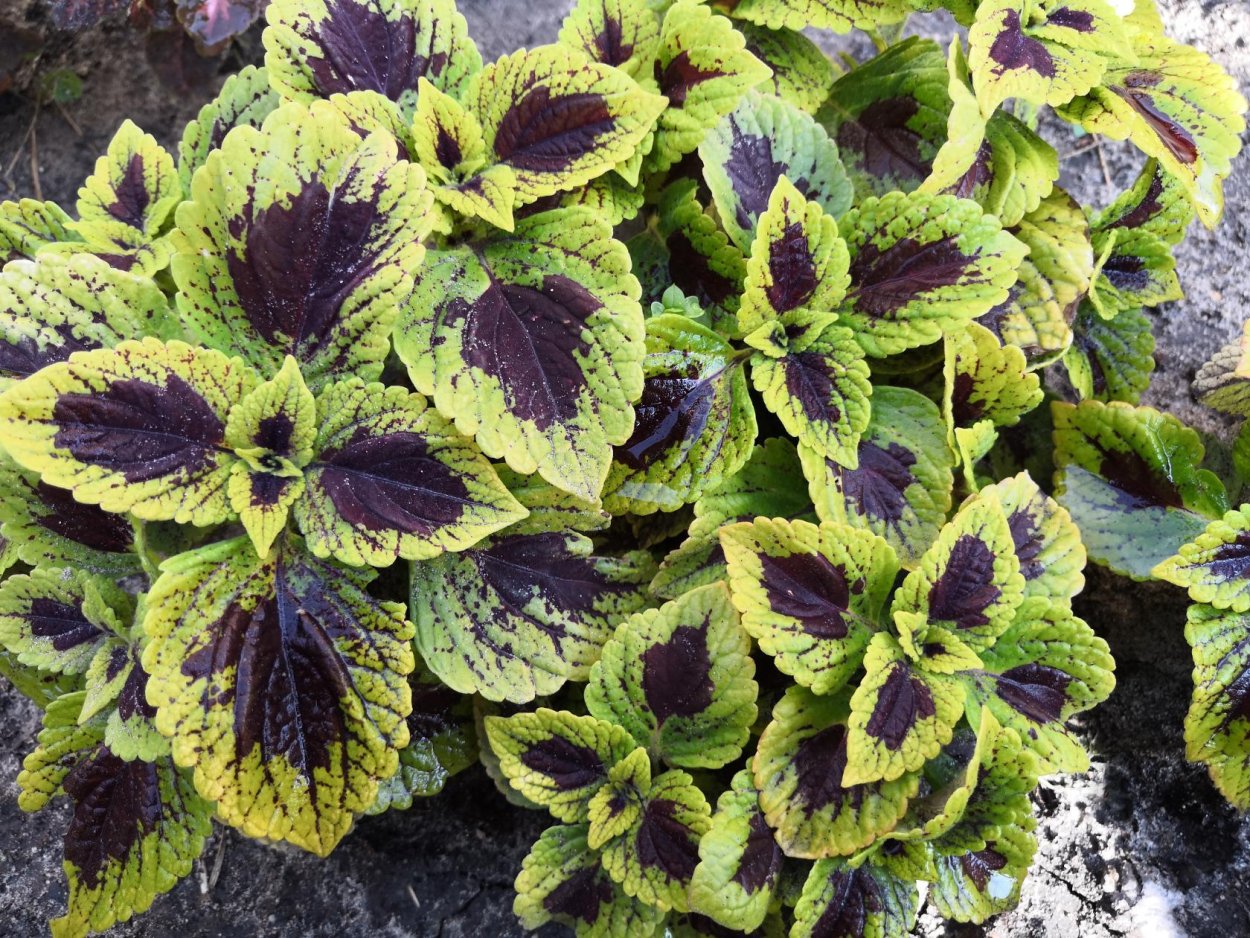 Колеус Coleus Combat