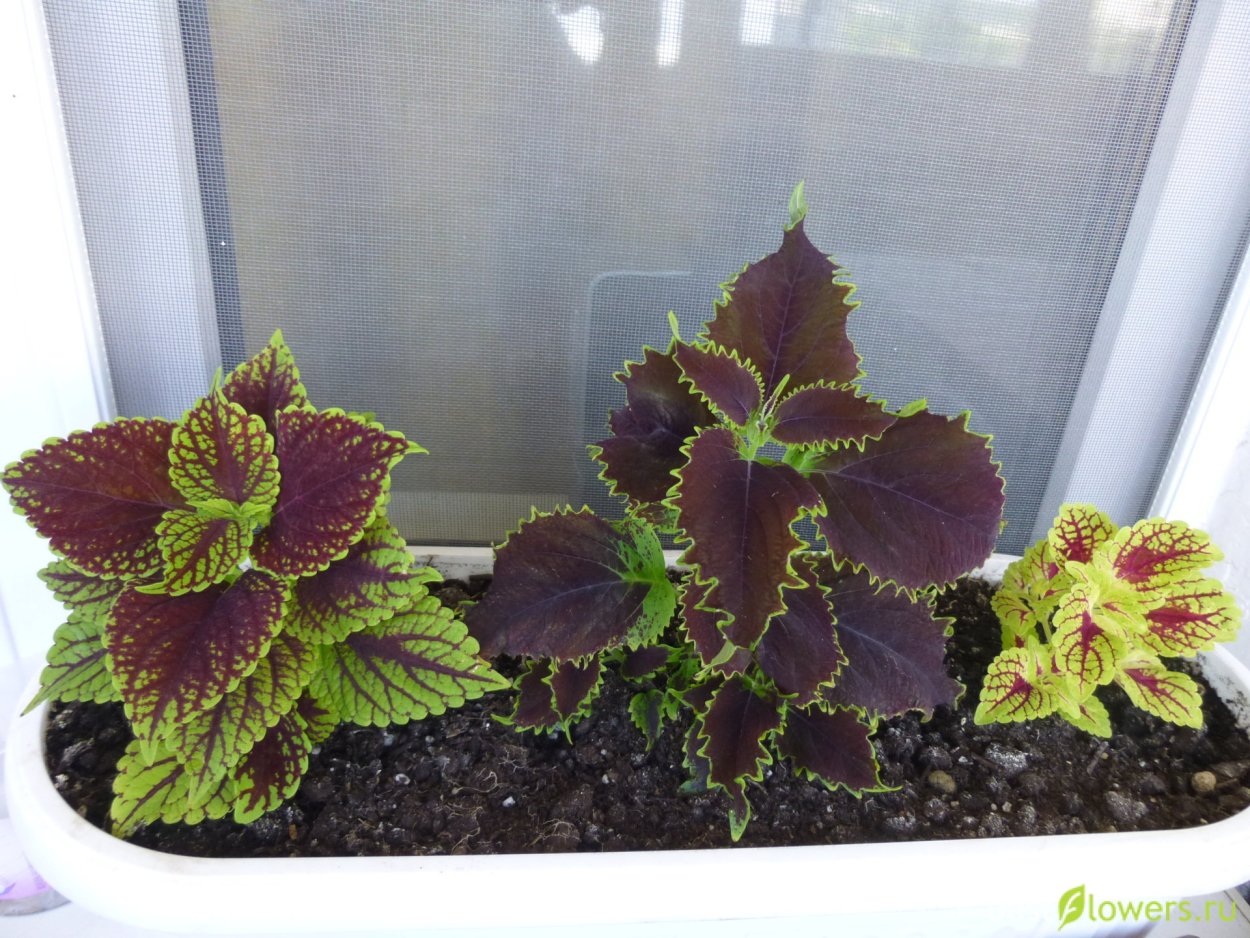 Колеус Солнечная тень