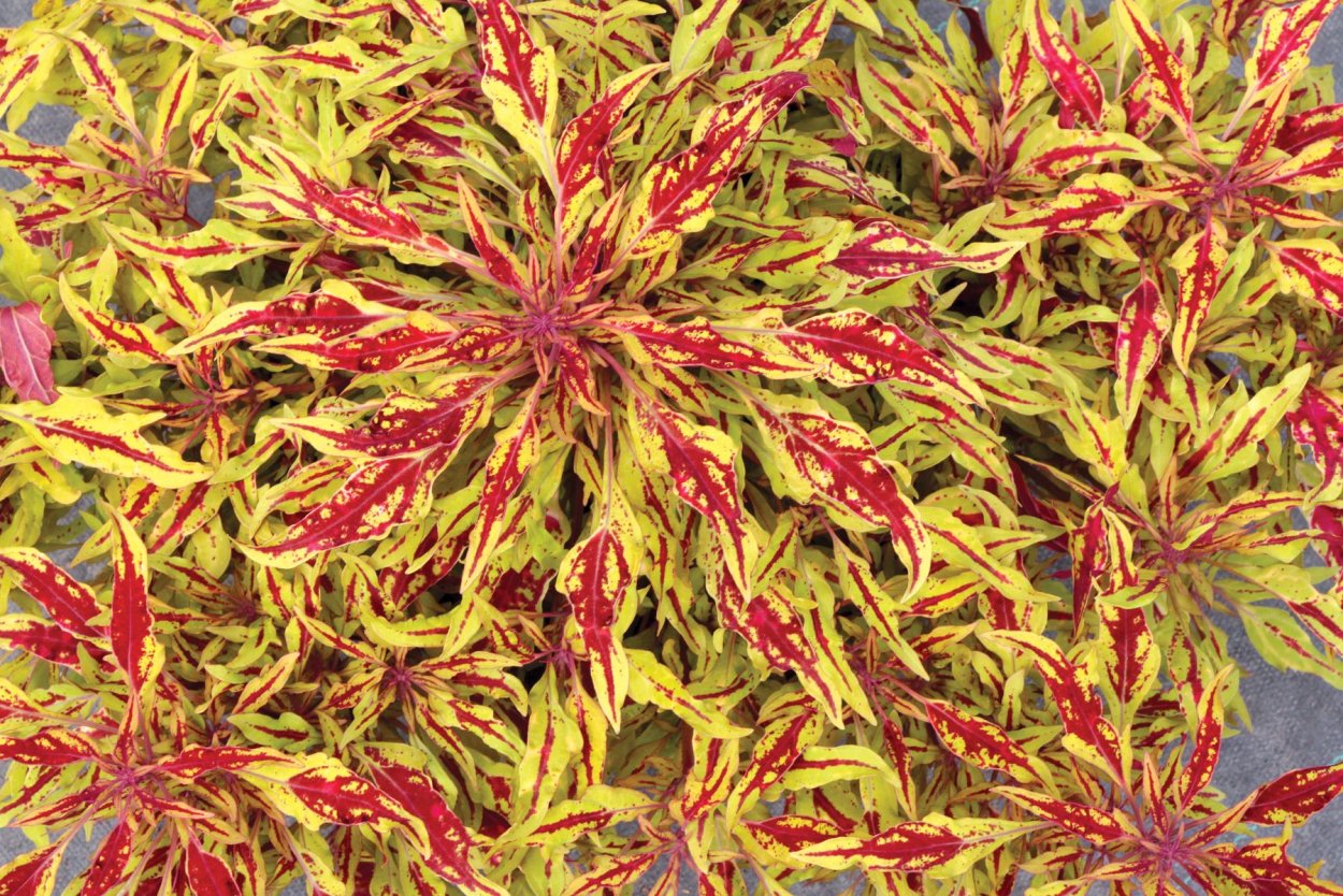 Колеус Terra Nova Zooey