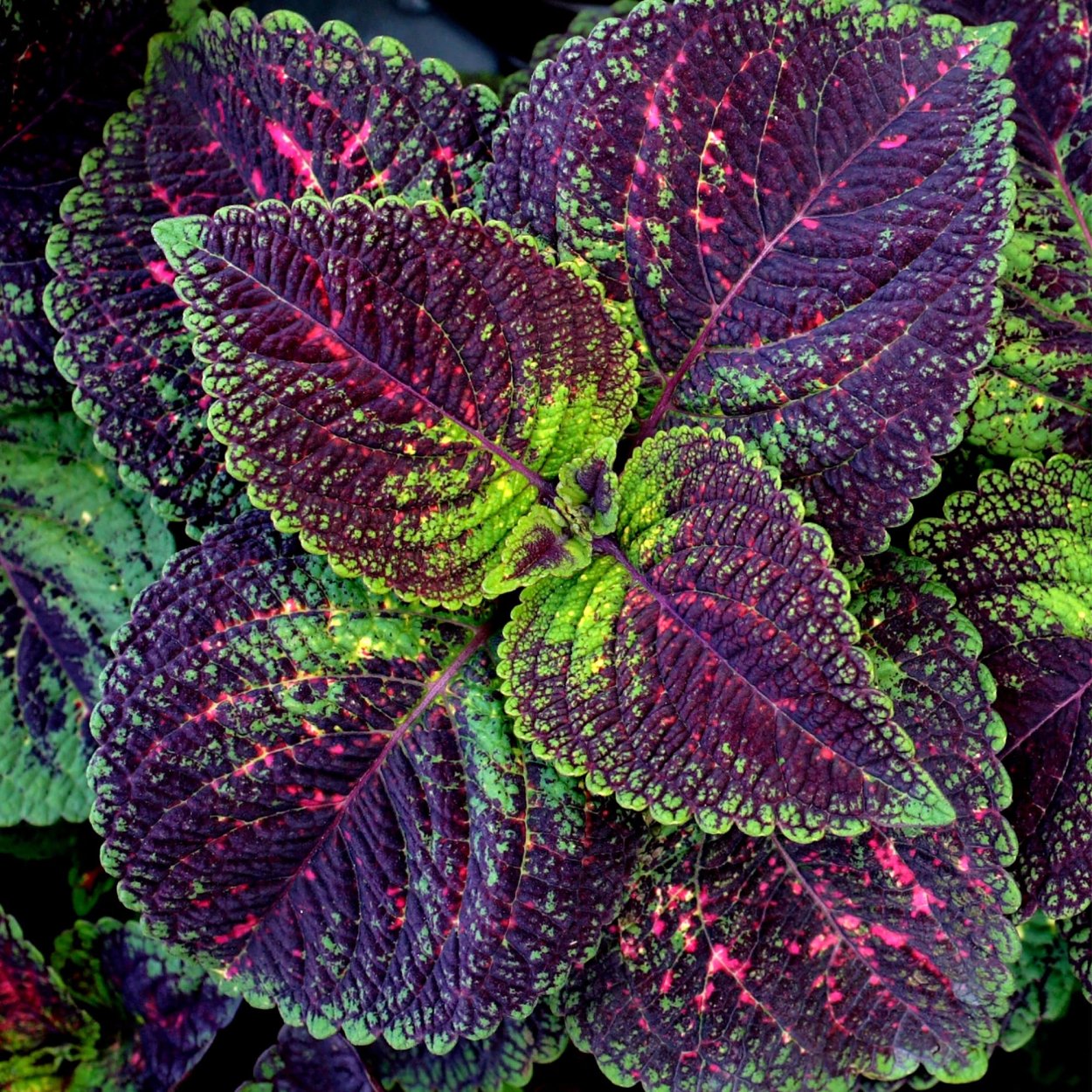 Колеус Solenostemon Jitters