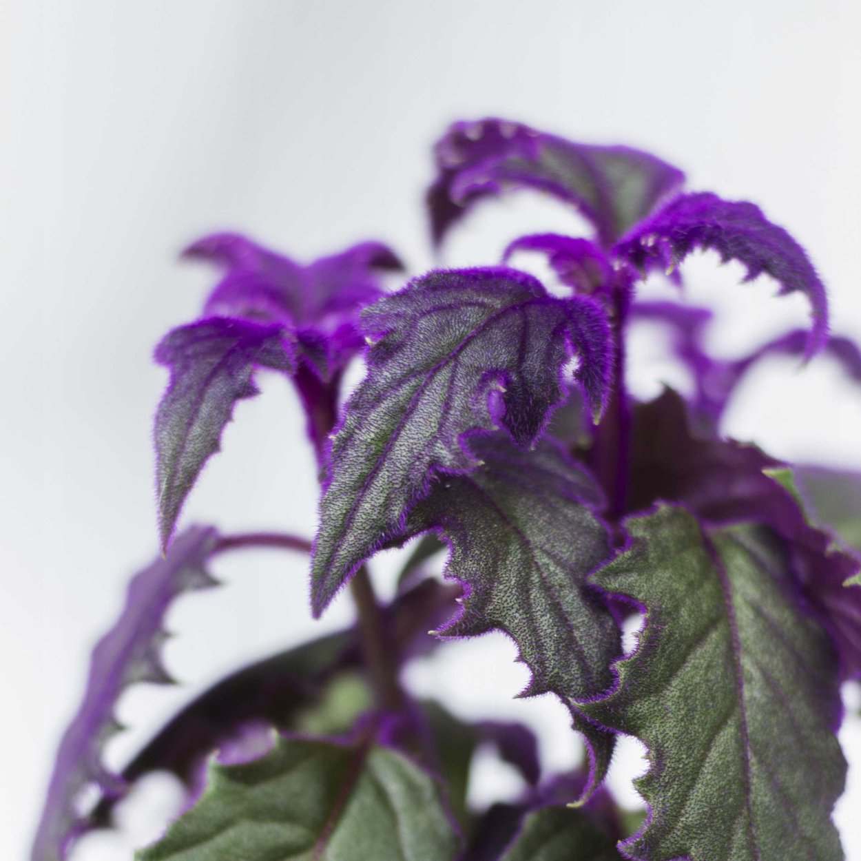 Цветок гинура плетеносная