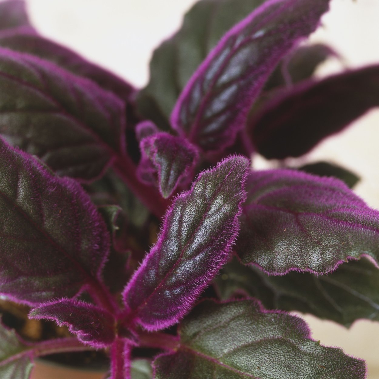 Гинура пурпурная