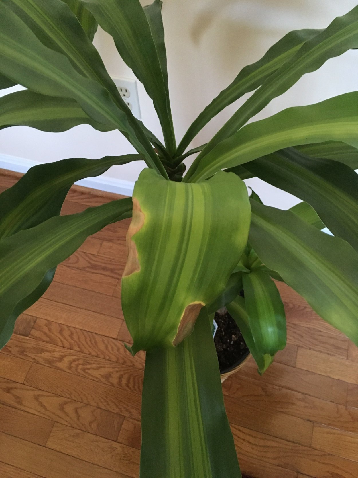 Драцена с широкими листьями