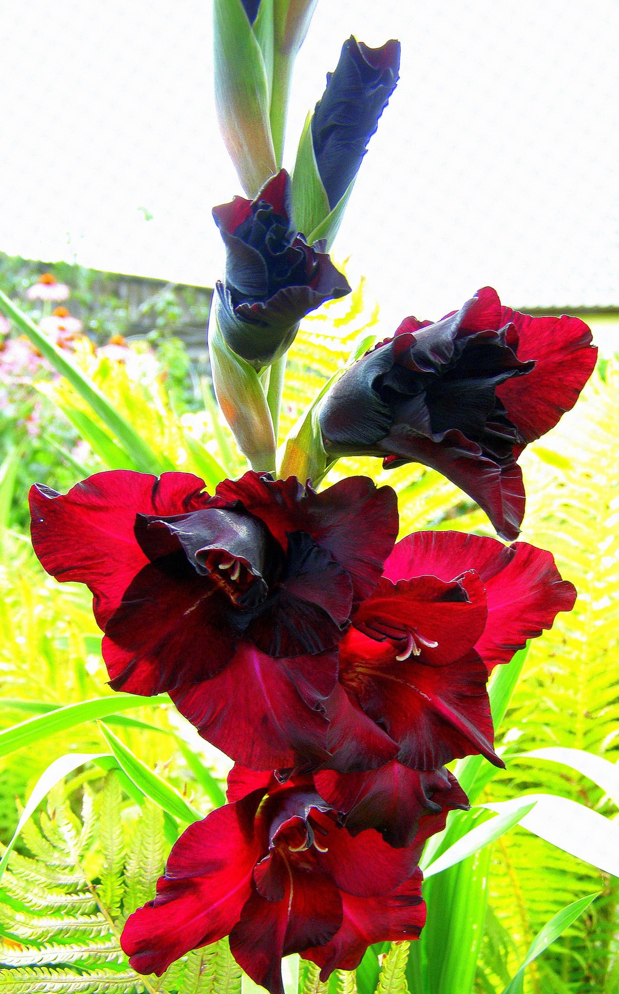 Гладиолус черный принц