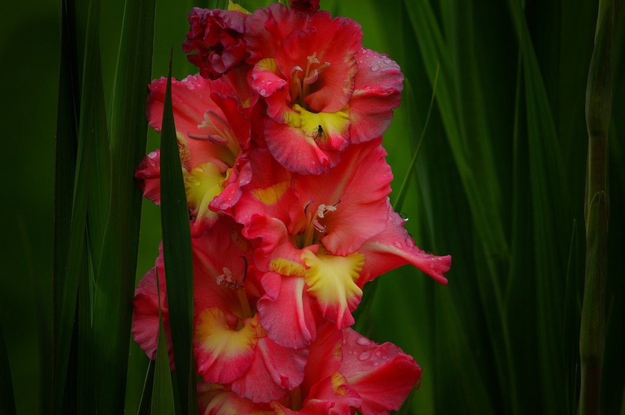 Гладиолус Тритон (Triton)