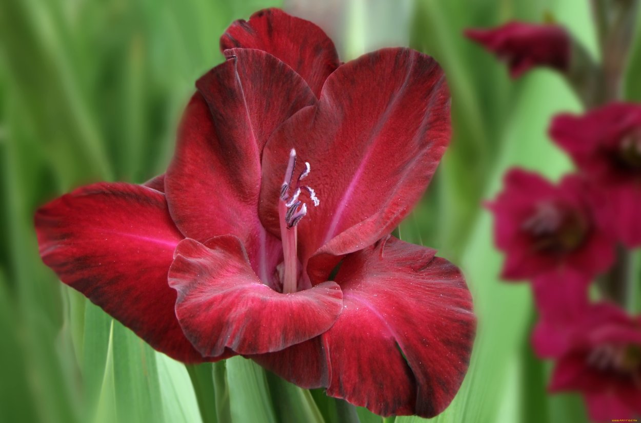 Гладиолус дива бордо