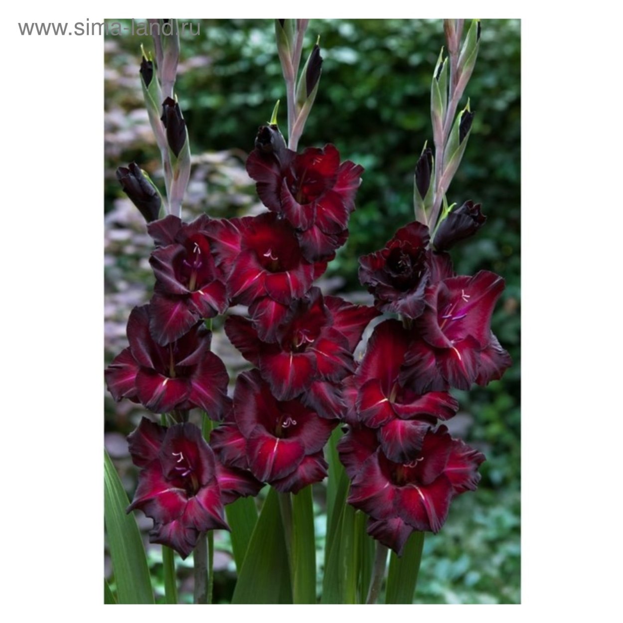 Гладиолус блек сюрприз