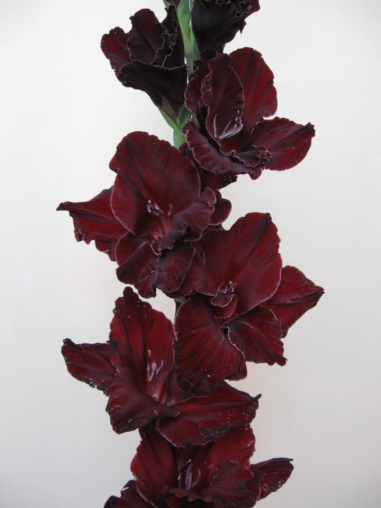 Гладиолус Бамбино Пескара