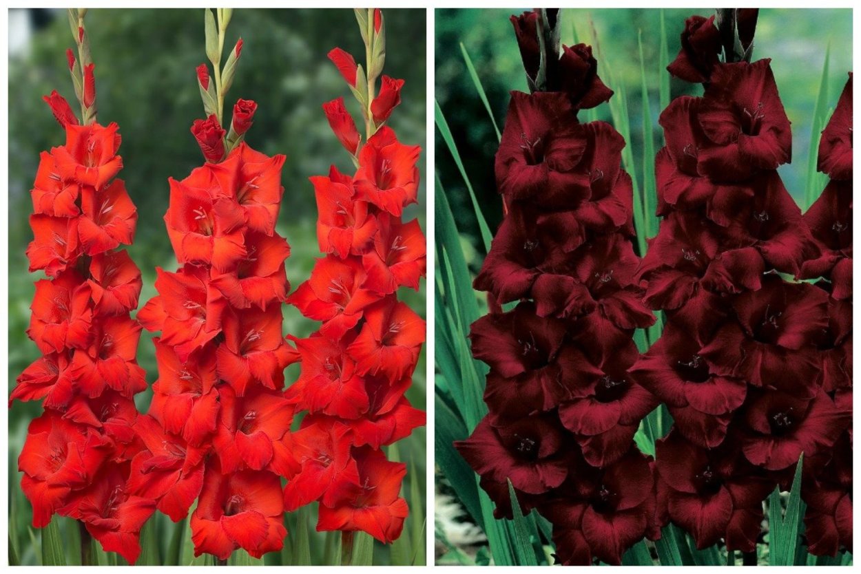 Гладиолус Циркус клаб