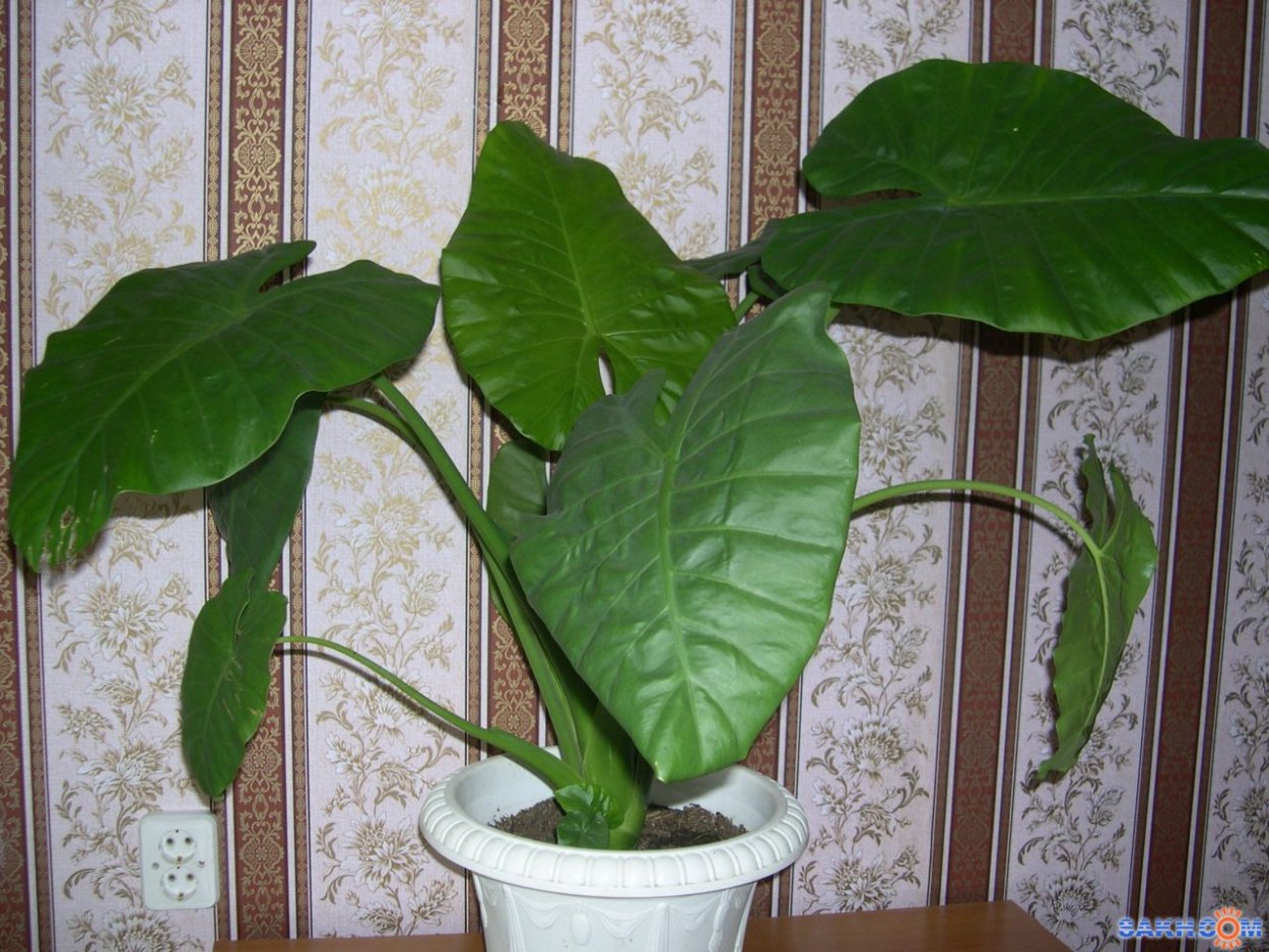 Алоказия Плачущий цветок