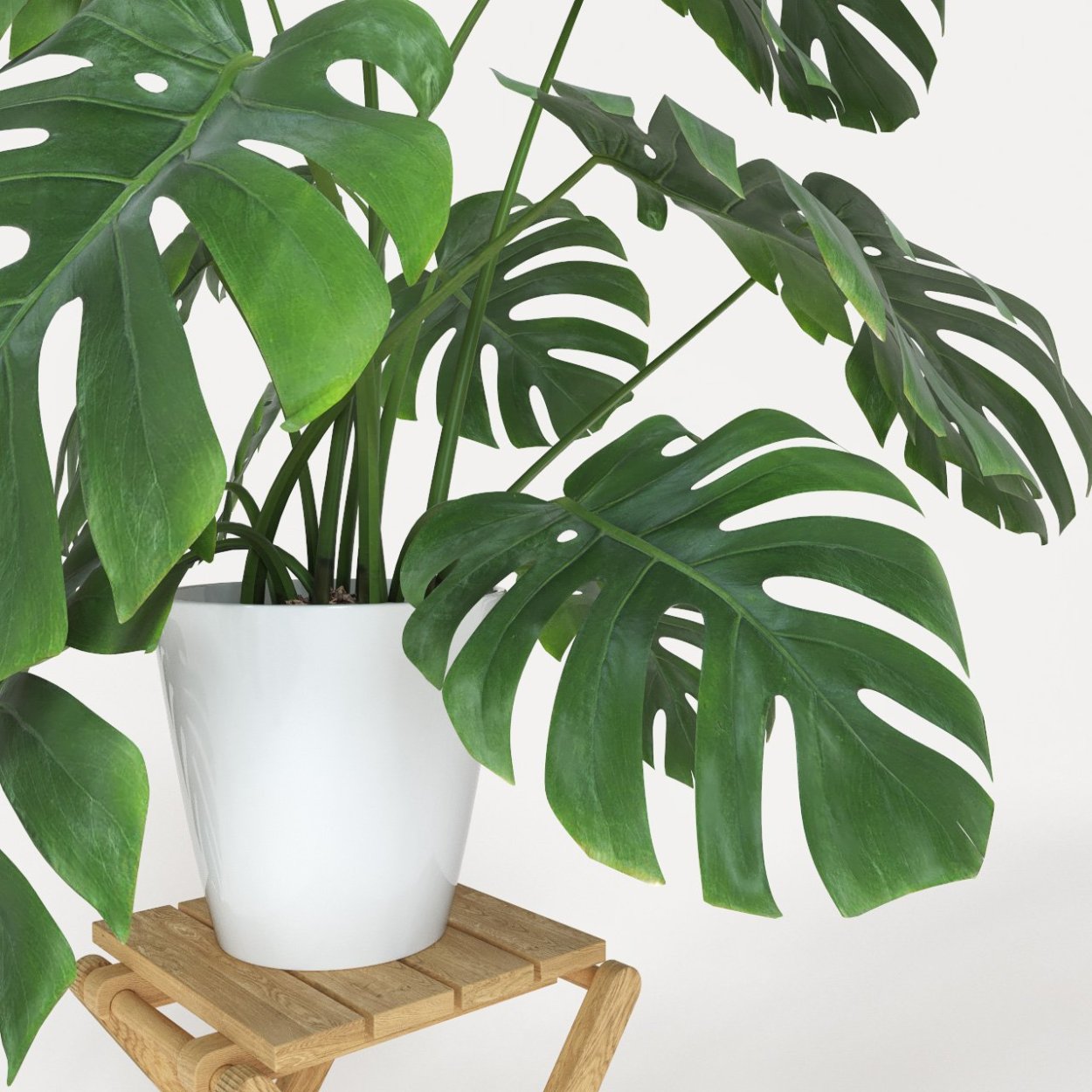 Монстера Пертусум