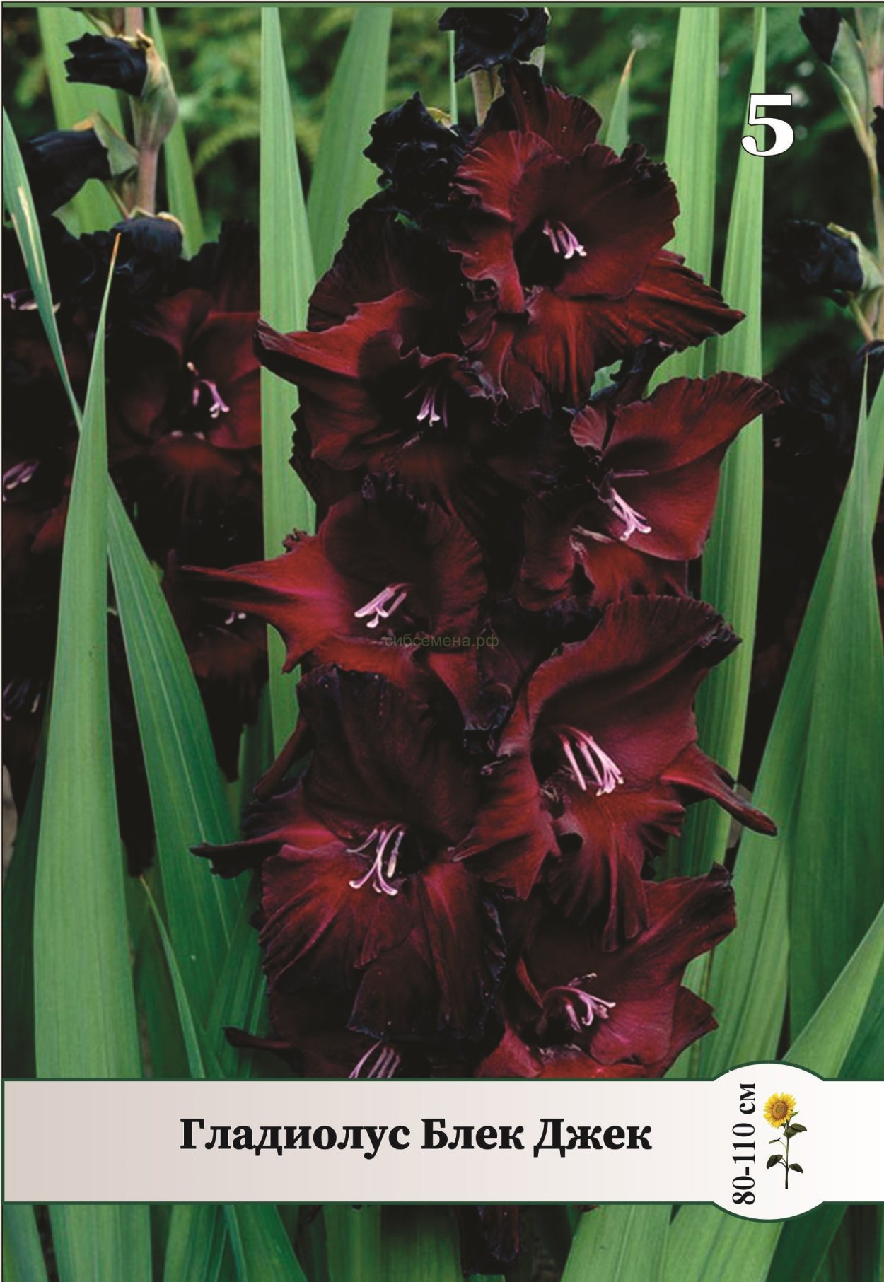 Гладиолус Блэк сюрпрайз