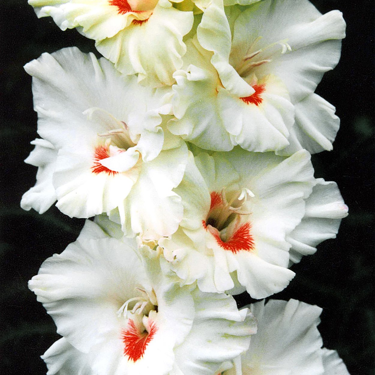 Гладиолус Медитерран