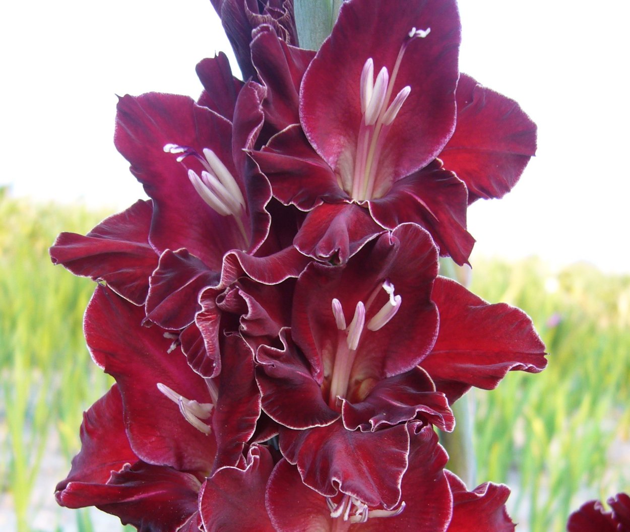 Гладиолус Arabian Night