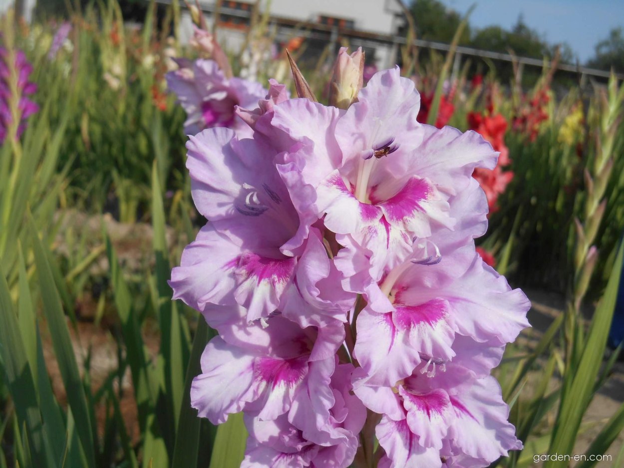 Гладиолус nanus impressive