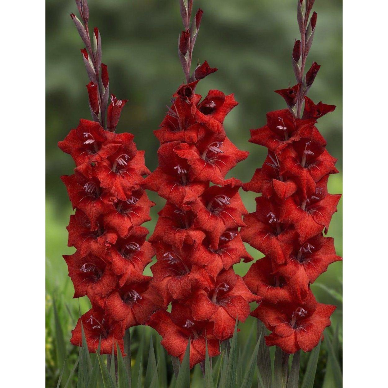 Гладиолус крупноцветковый Блэк Джек