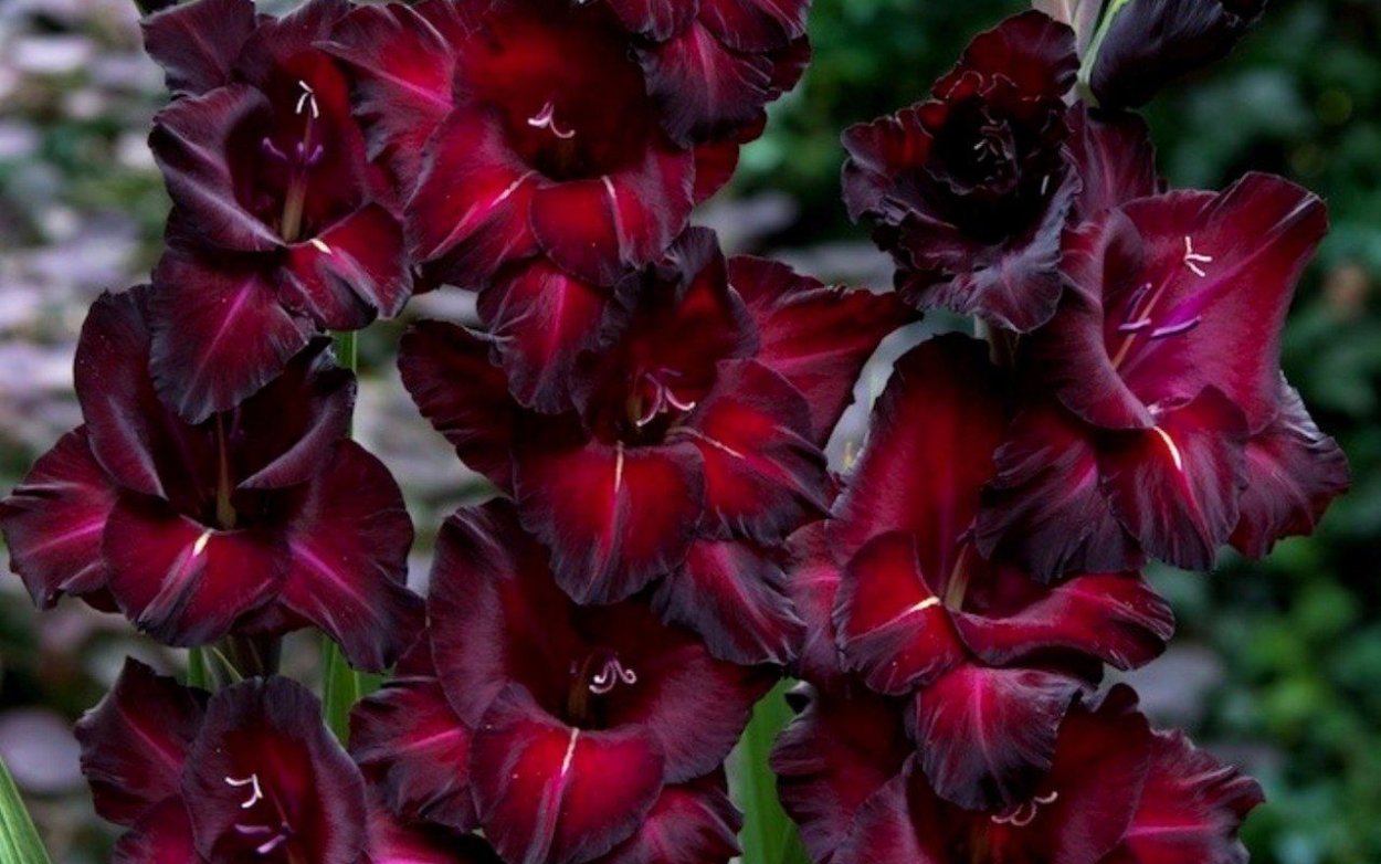 Гладиолус Блэк сюрпрайз (Black Surprise